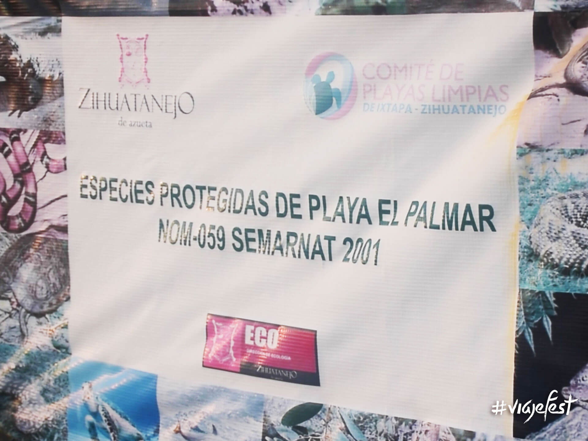 Comité de Playas Limpias de Ixtapa-Zihuatanejo encargado de la liberación de tortugas.