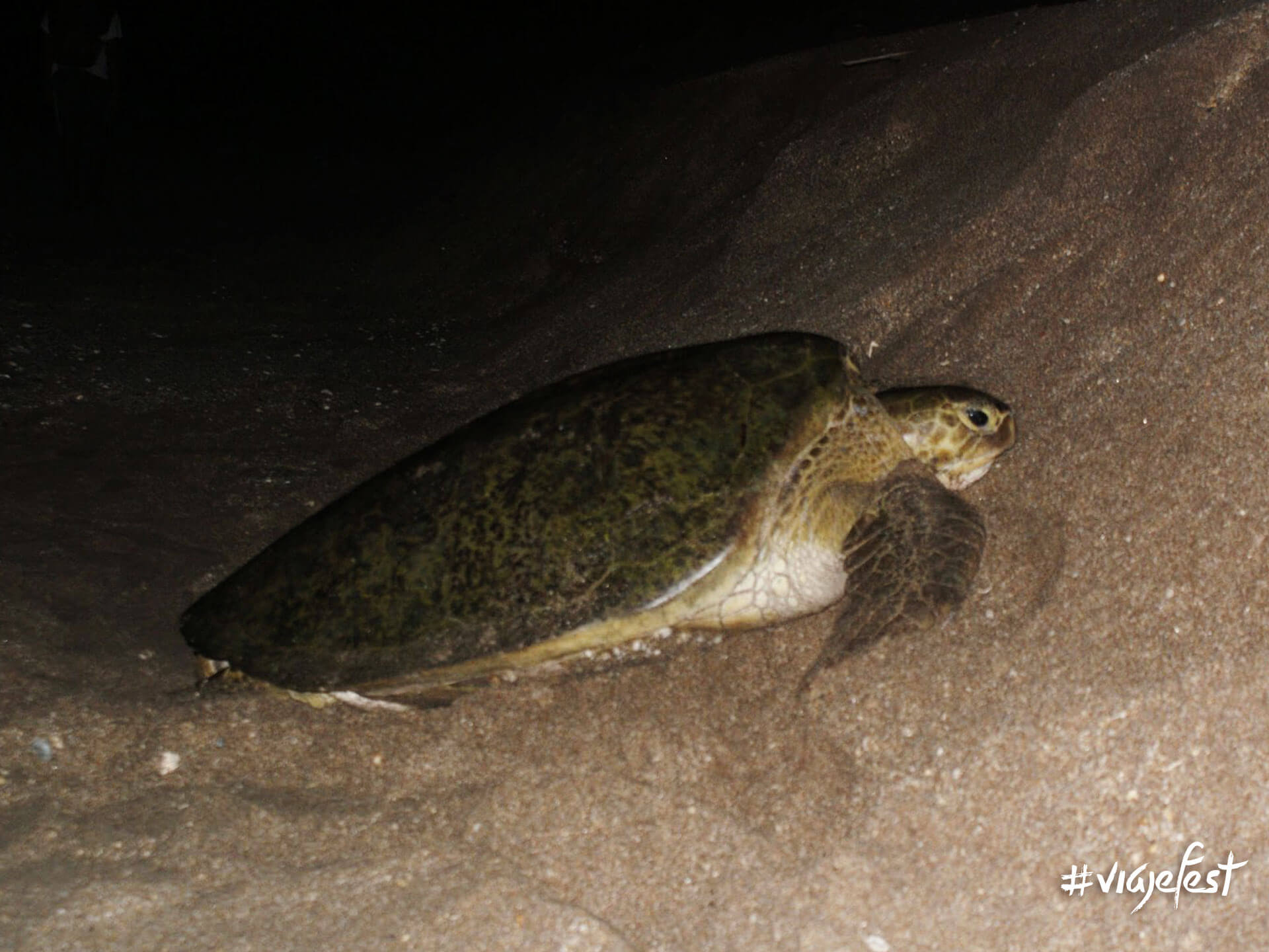 Tortuga desovando en la playa.