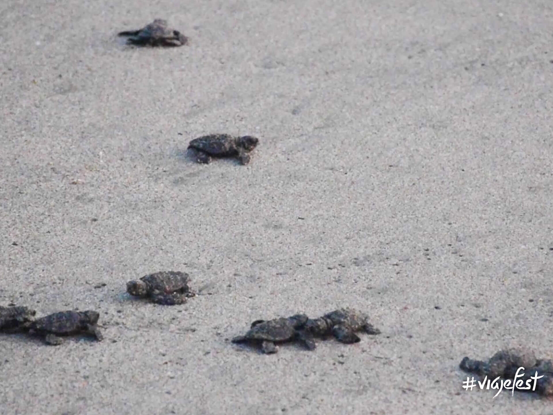 Liberación de tortugas a la orilla del mar.