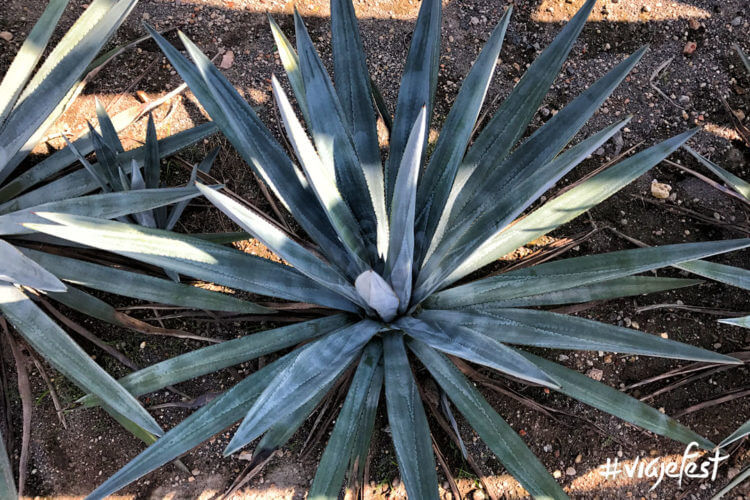 Agave de Tequila