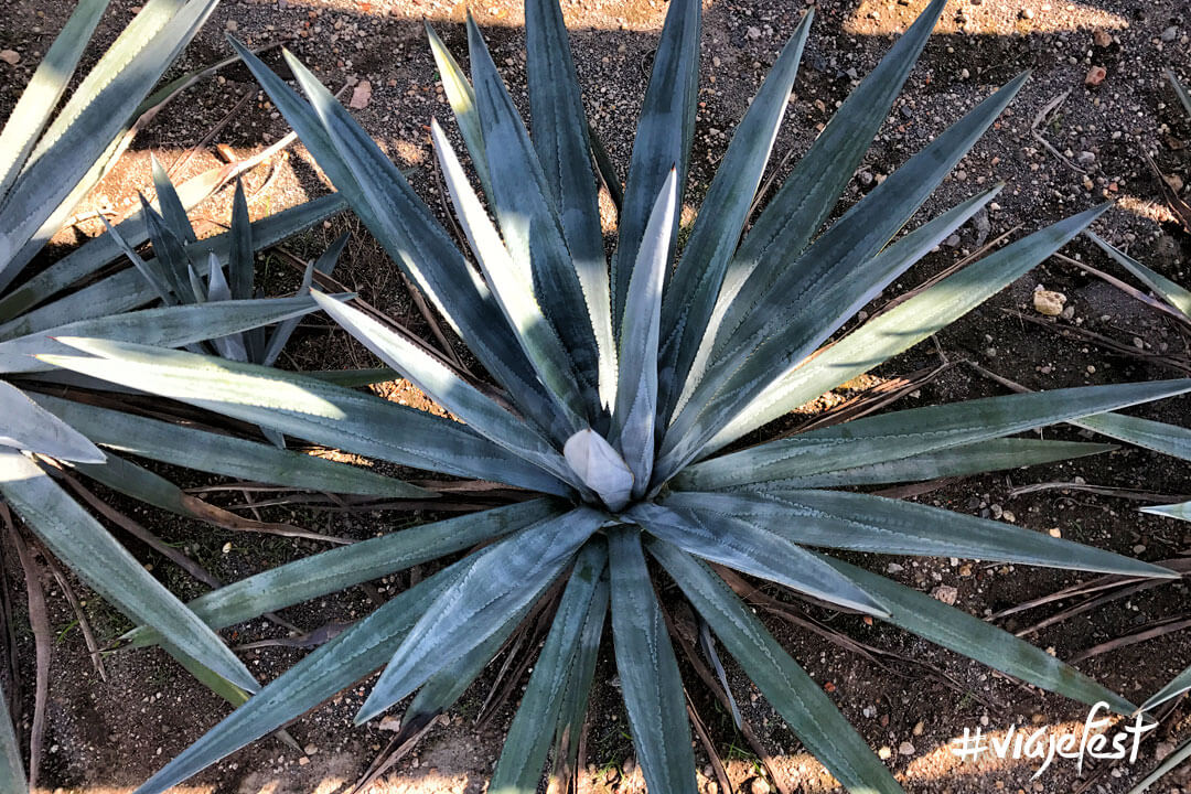 Dinámica Turi Mezcales