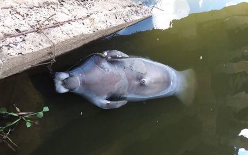 Muerte de Manatí por agua contaminada