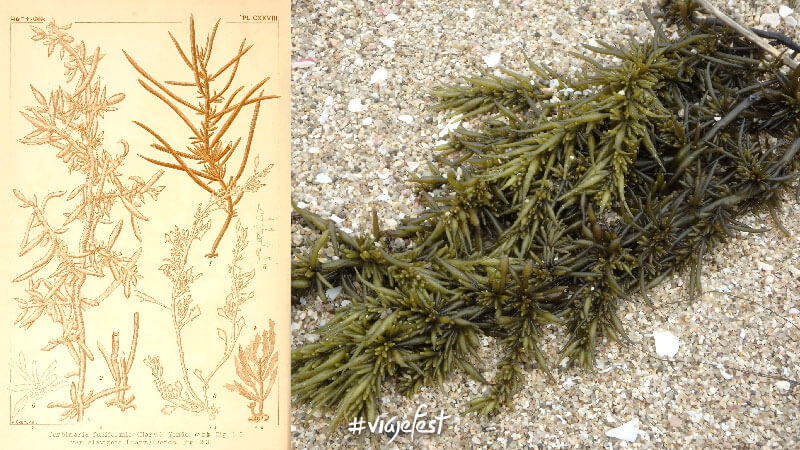 Sargassum Fusiforme, conocido como Hijiki, un alga parda comestible, cosechada en Asia