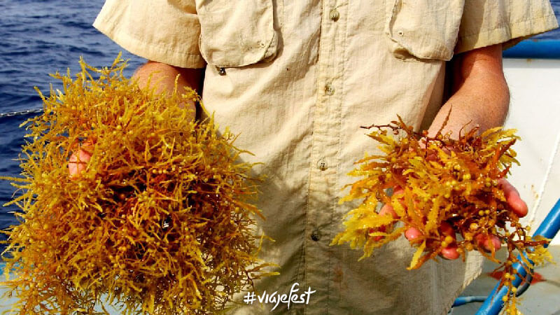 Sargassum fluitans y sargassum natans, las dos especies de sargazo que recalan en México