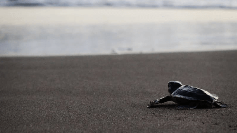 Liberación de tortugas en Playa Delfines de agosto a noviembre