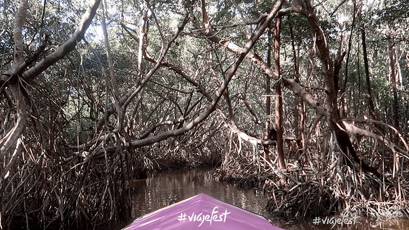 Túnel de manglar en Celestún, Yucatán