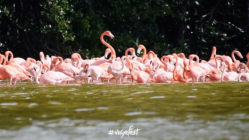 Parvada de flamencos en Celestún