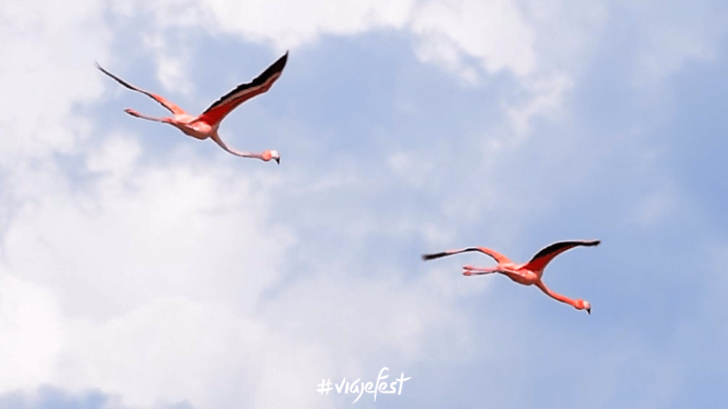 Los flamencos son aves rosas muy bellas