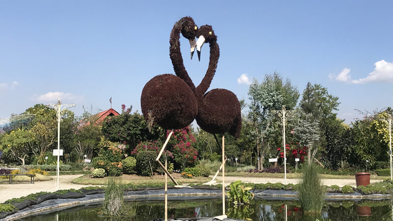 Flamingos del Jardín Mágico de Atlixco
